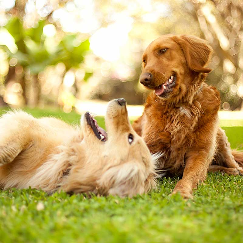 Dog parks at Two Rivers